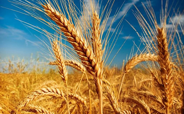 立邦、三棵樹、亞士、嘉寶莉等爭相追求國家